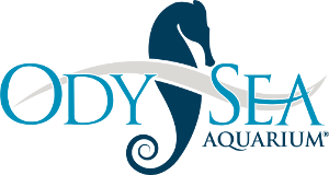 Logo Odysea